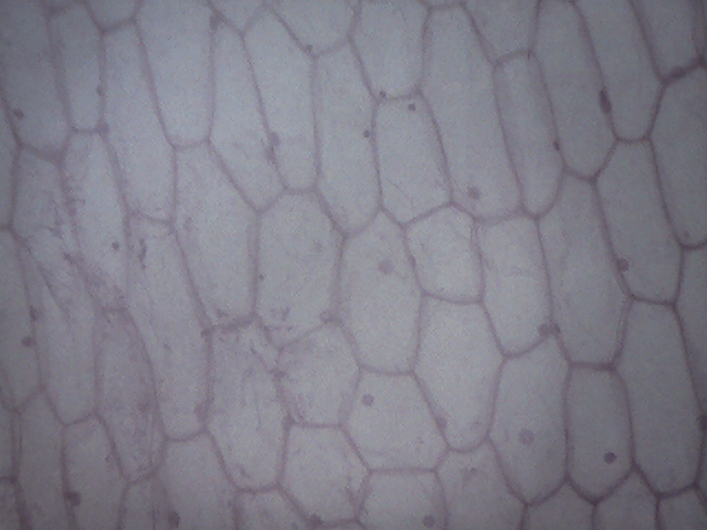 Лук под микроскопом 5 класс. Кожица чешуи лука через микроскоп. Кожица лука под микроскопом 8. Клетки плёнки лука под микроскопом 10х. Клетки плёнки лука под микроскопом 4х.